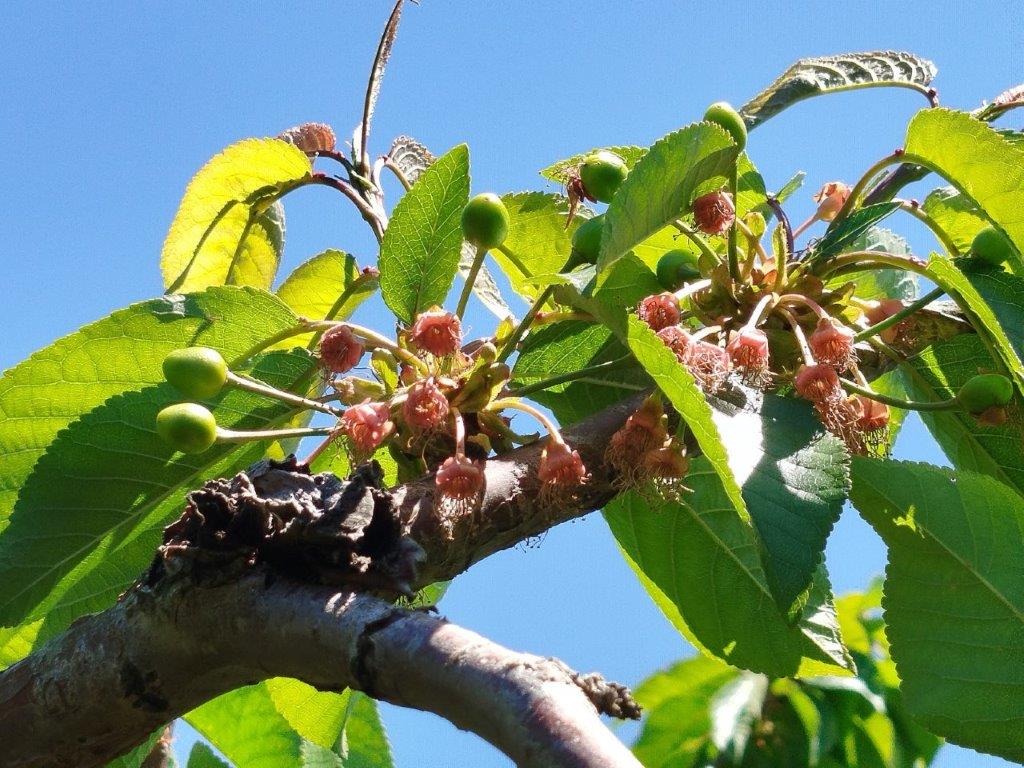 Pre-Harvest Product Image 1